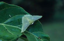 moth-costa-rica.jpg