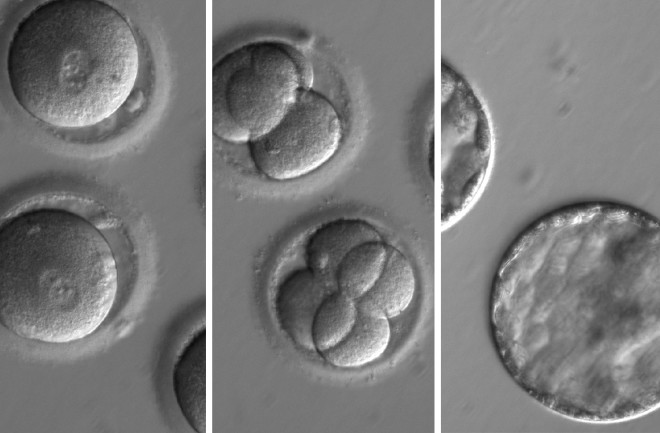 CRISPR embryos - OHSU