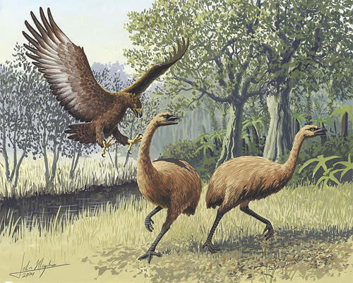 Moa_Haasteagle.jpg