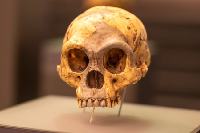 Homofloresiensis skull (also known as the Flores Man Hobbit)