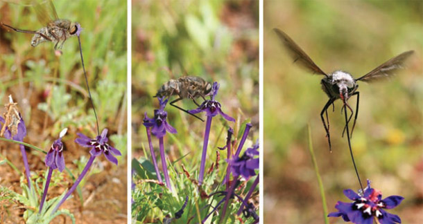 Long_tongued_fly_iris.jpg