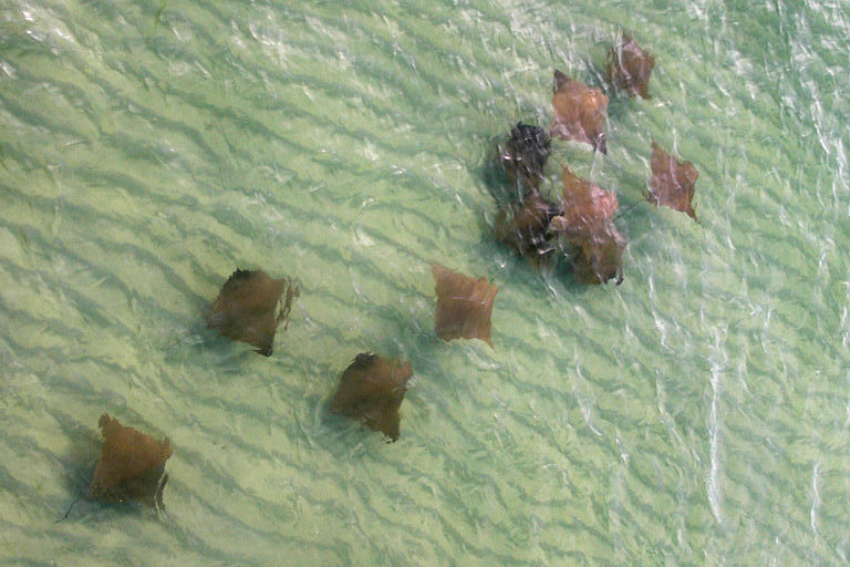 Cownose Rays Are Going to Need a Bigger Pool - The New York Times