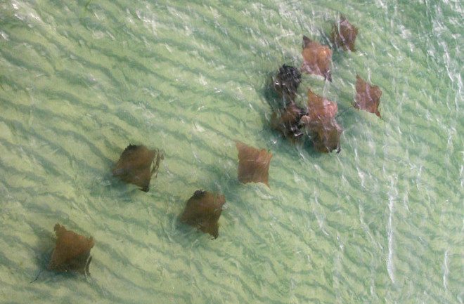 Scourges of the sea or scapegoats? A new study says cownose rays aren't to blame for shellfish declines. Image by 