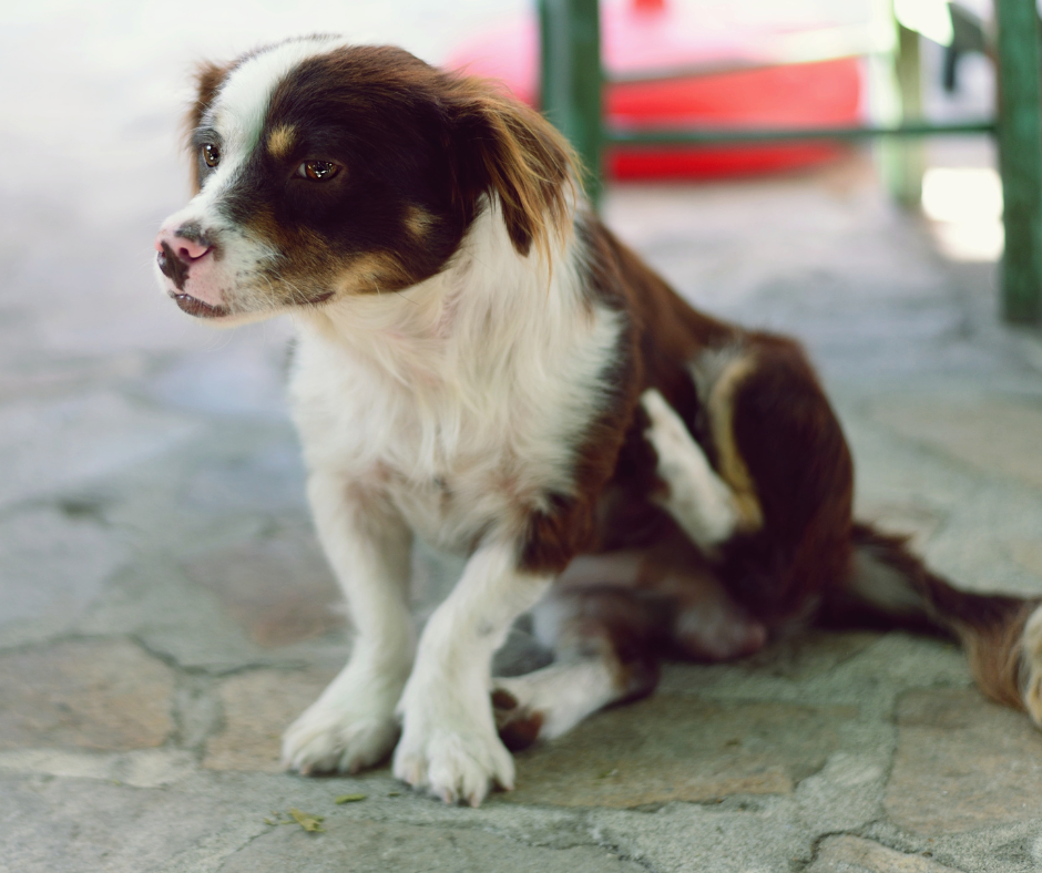 are turkey skins bad for dogs