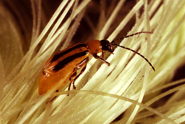 Western_corn_rootworm.gif
