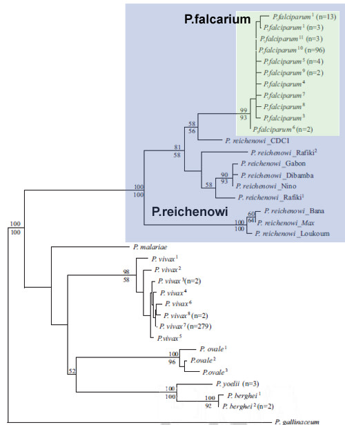 Malaria_family_tree.jpg