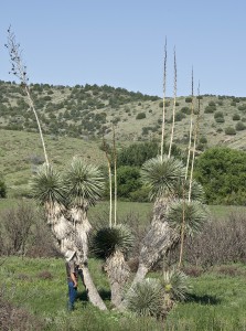 Soaptree-Yucca-Yucca-elata-DSC2036-copy-1-223x300.jpg