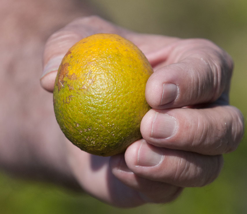 citrus-greening