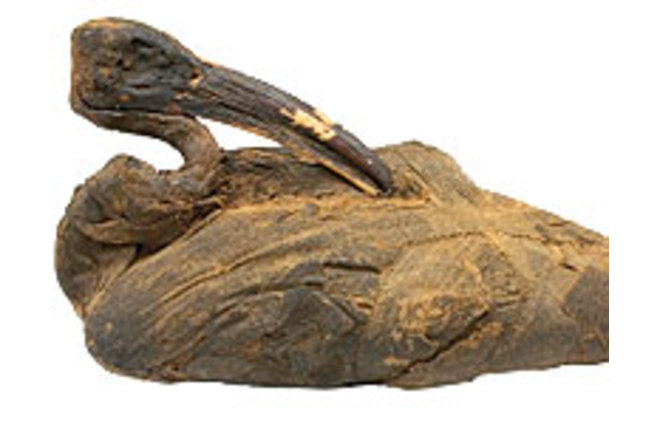 Ancient Egyptians Loved Their Dead Animals | Discover Magazine