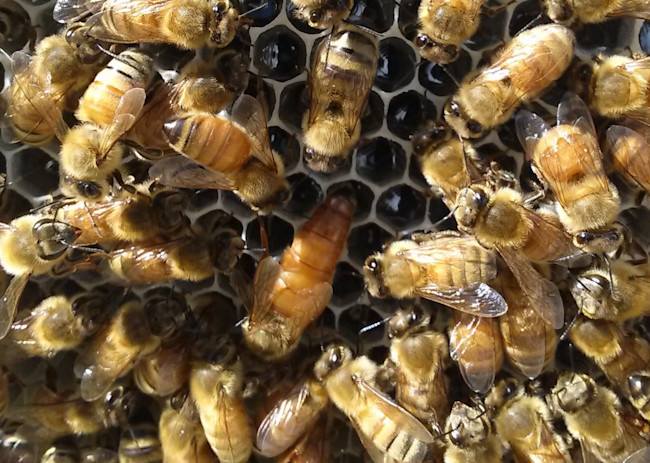 As eusocial insects, the world of the honey bee revolves around keeping the queen (larger bee in center of image) healthy and productive. (Credit: G. Tarlach)