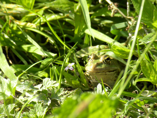 Frog.jpg