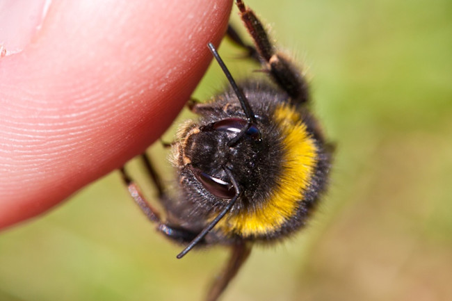 bee-on-finger