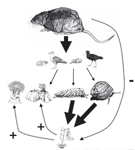 Ratcascade1.jpg