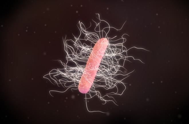 C. diff infection bacteria - shutterstock