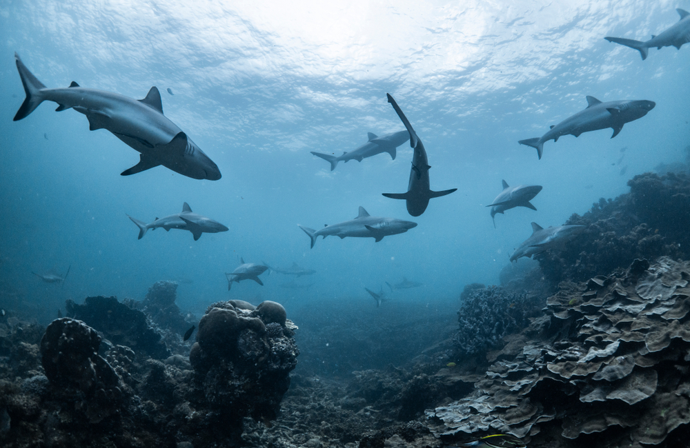 Almost 20 Million Years Ago, Sharks Nearly Went Extinct — Nobody Knows Why thumbnail