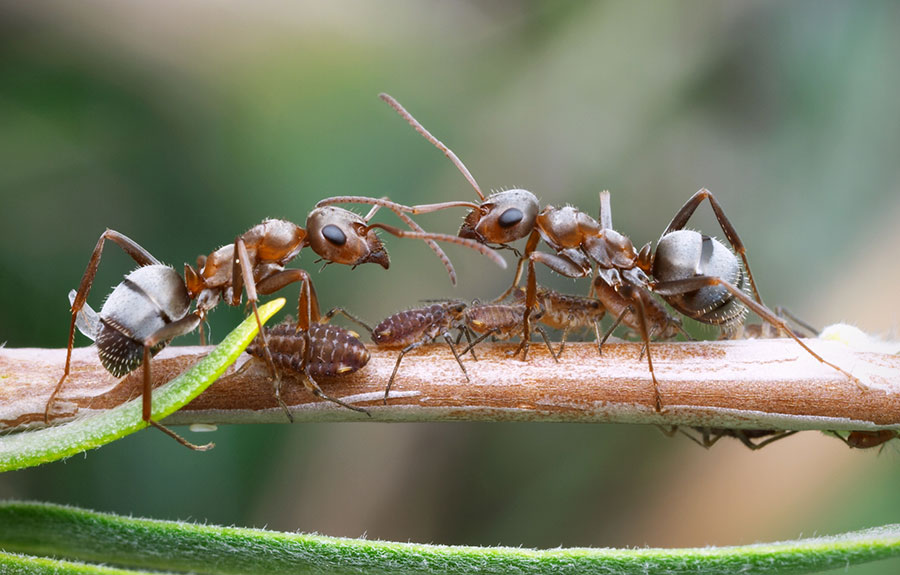 What Can We Learn From Ants About Epidemics? | Discover Magazine