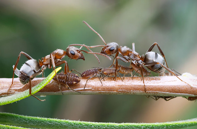 What Can We Learn From Ants About Epidemics? Discover Magazine What Can We Learn From Ants About Epidemics? Discover Magazine
