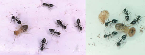 Crematogaster_ant_termites1.jpg