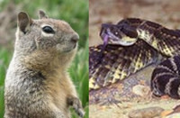 Squirrel_snake.jpg