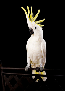 cockatoo dancing