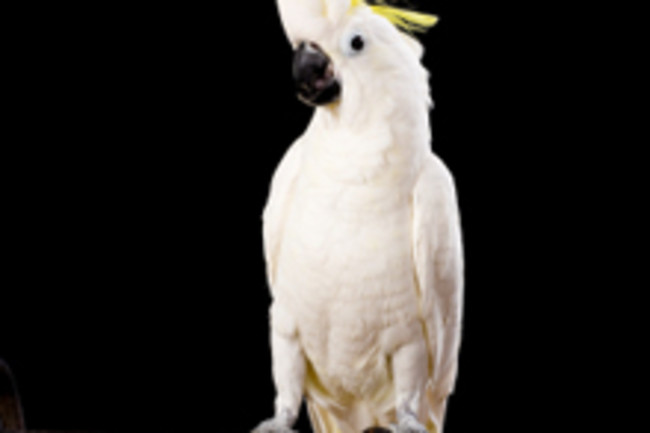 Does A Dancing Cockatoo Really Feel The Rhythm Discover Magazine