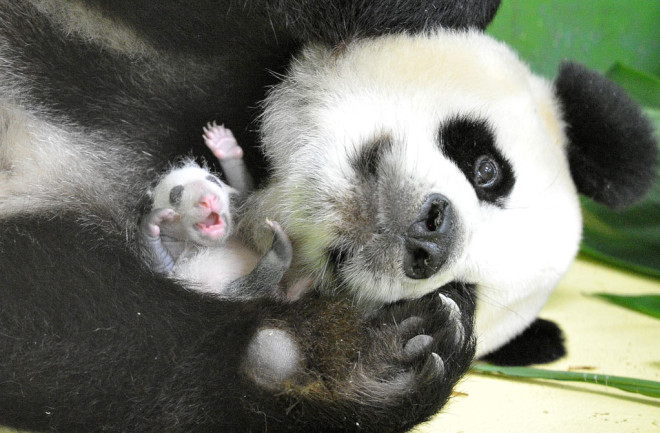 Giant-panda.jpg
