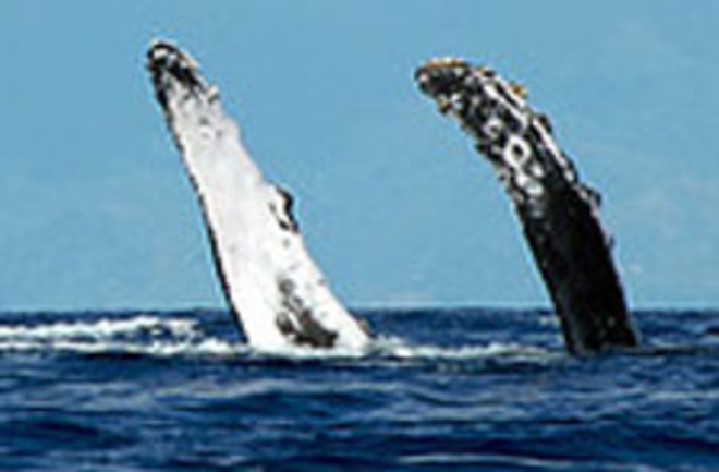whale-fins3.jpg