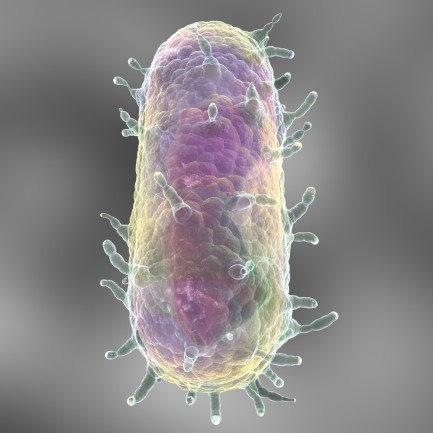 Illustration of the Yersinia pestis "Black Death" bacteria 
