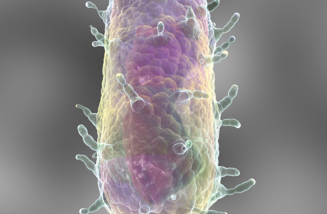 Illustration of the Yersinia pestis "Black Death" bacteria 