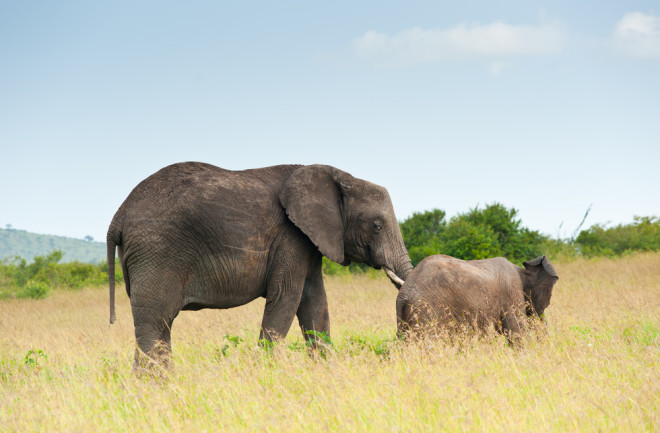 Elephants - Shutterstock