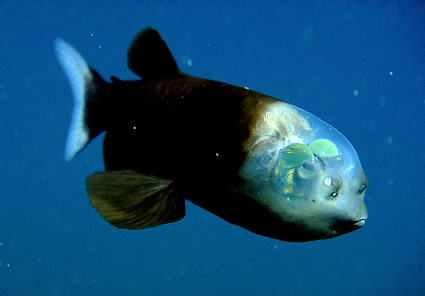 crazy-barrel-eye.jpg