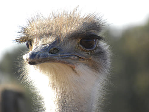 Ostrich_head.jpg