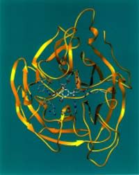 neuraminidase.jpg