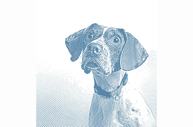 Dog stock Getty