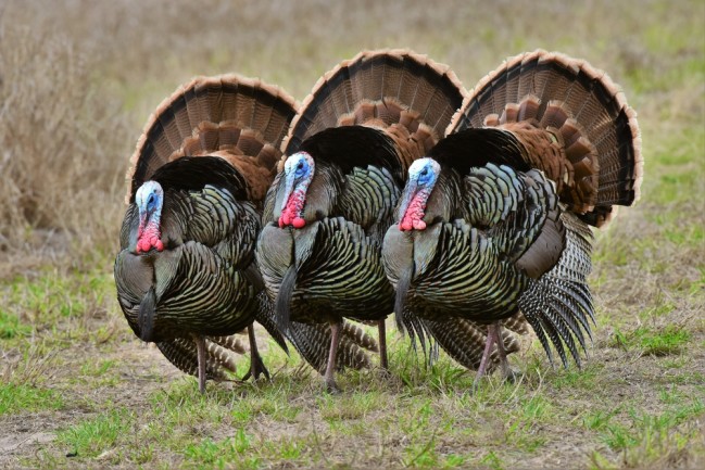 Thanksgiving Facts: The Random Stuff You Want To Know