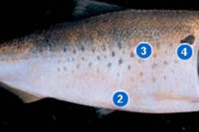 menhaden altantic