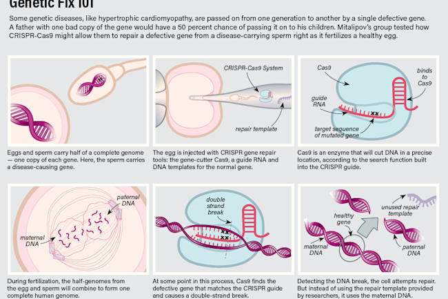 Crispring Embryo - Jay Smith