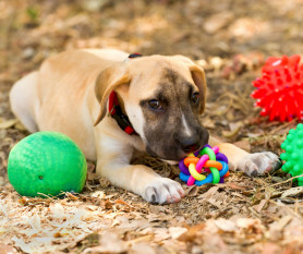 The Best Dog Toy? Starmark Bob-A-Lot Review 