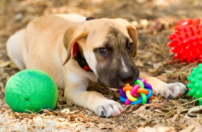 Best dog toys 2023: For playing tug, fetch and chewing