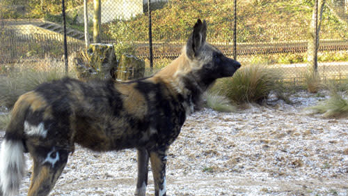 Hunting_dog.jpg