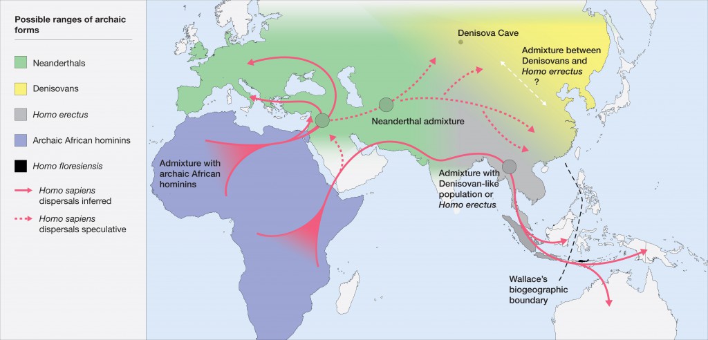 Map of the potential distribution of archaic hominins, including H. erectus, H. floresiensis, H. neanderthalenesis, Denisovans and archaic African hominins, in the Old World at the time of the evolution and dispersal of H. sapiens between approximately 300 and 60 thousand years ago. CREDIT Roberts and Stewart. 2018. Defining the 'generalist specialist' niche for Pleistocene Homo sapiens.