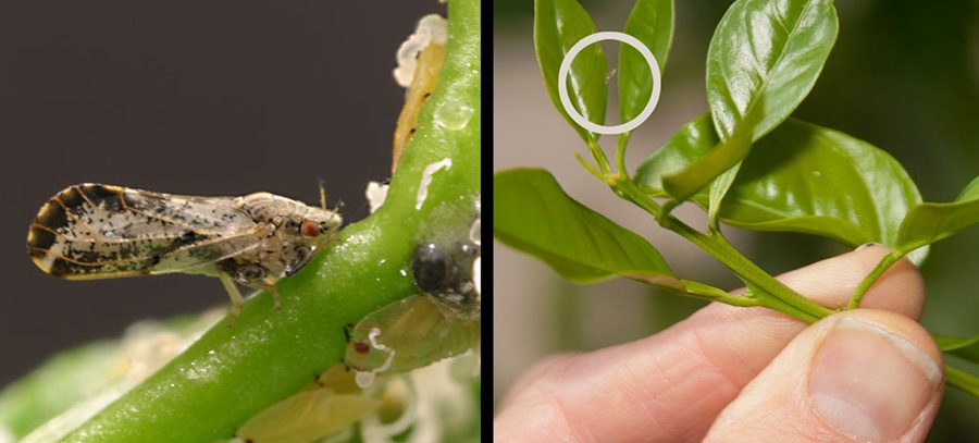 asian-citrus-psylid