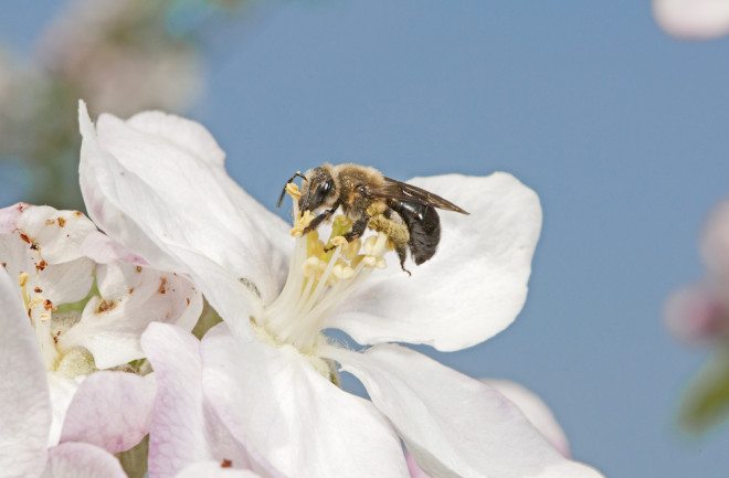 A wild bee (Melandrena sp.) visits an apple flower.