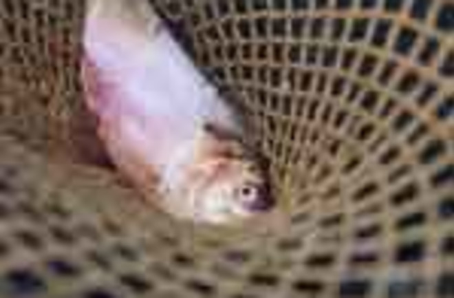 menhaden fish net