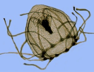jellyfish turritopsis