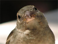 Sparrow.jpg