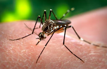 dengue-fever-mosquito.jpg