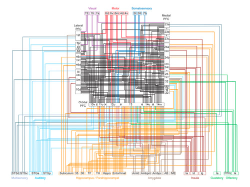 monkey%20cortex%20500.jpg