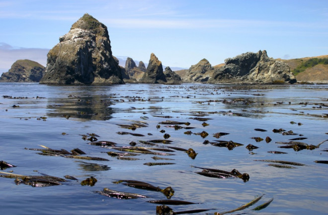 Crook_Point_kelp_beds_Oregon_Islands_NWR_5124152924-1024x677.jpg