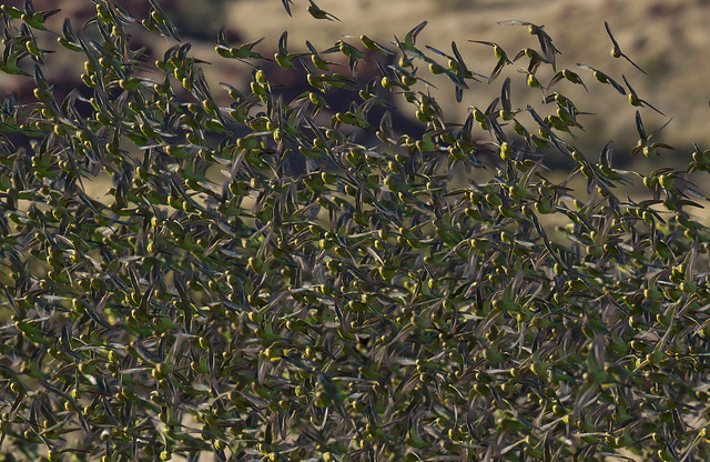 budgerigars.jpg